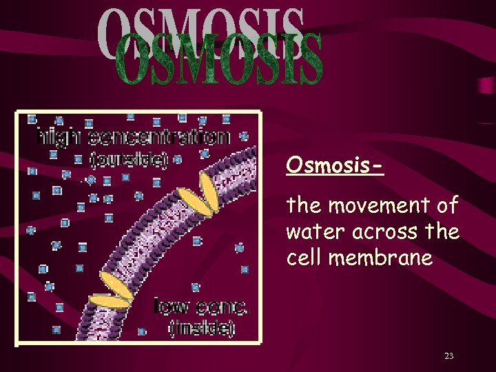Osmosisthe movement of water across the cell membrane 23 