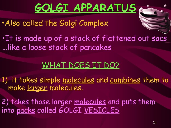 GOLGI APPARATUS • Also called the Golgi Complex • It is made up of