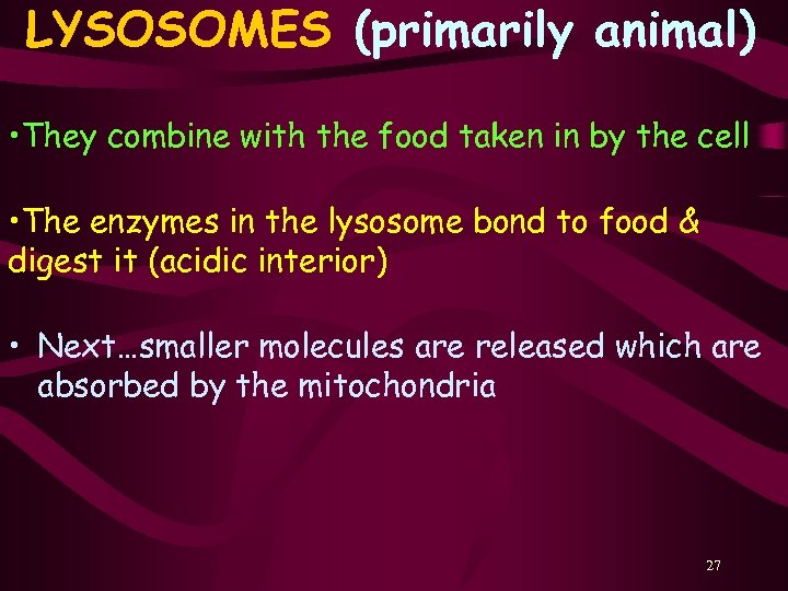 LYSOSOMES (primarily animal) • They combine with the food taken in by the cell