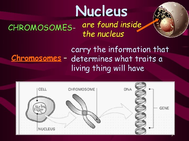 Nucleus CHROMOSOMES- are found inside the nucleus carry the information that Chromosomes – determines