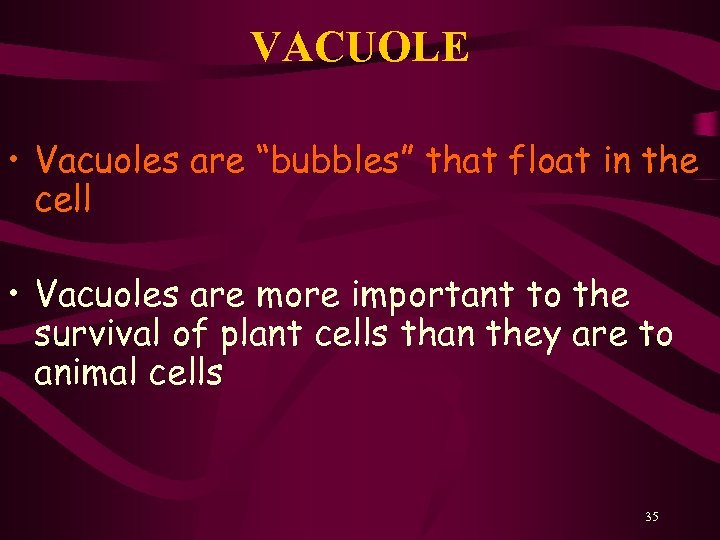 VACUOLE • Vacuoles are “bubbles” that float in the cell • Vacuoles are more