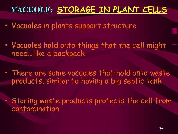 VACUOLE: STORAGE IN PLANT CELLS • Vacuoles in plants support structure • Vacuoles hold