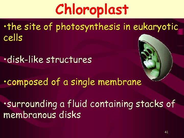 Chloroplast • the site of photosynthesis in eukaryotic cells • disk-like structures • composed