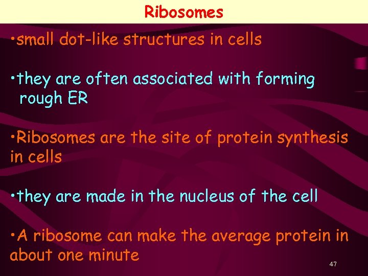 Ribosomes • small dot-like structures in cells • they are often associated with forming