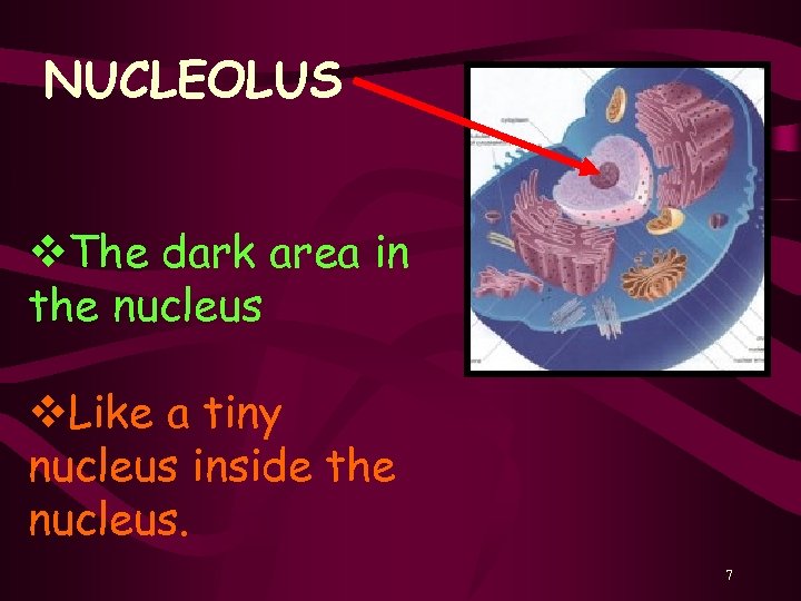 NUCLEOLUS v. The dark area in the nucleus v. Like a tiny nucleus inside