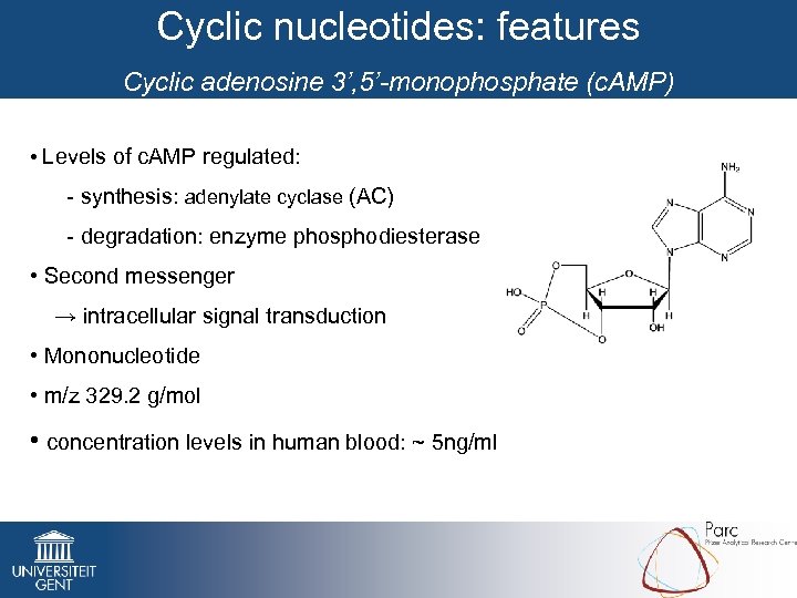 Cyclic nucleotides: features Cyclic adenosine 3’, 5’-monophosphate (c. AMP) • Levels of c. AMP