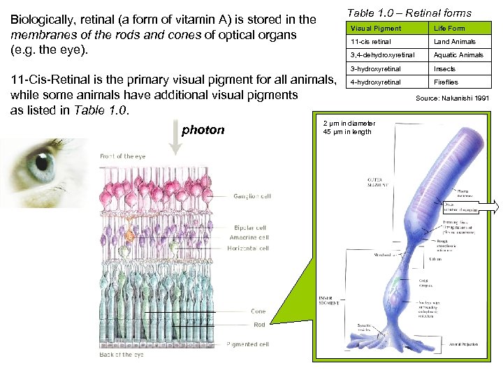 Table 1. 0 – Retinal forms Biologically, retinal (a form of vitamin A) is