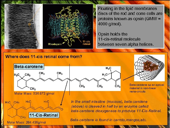 Floating in the lipid membranes discs of the rod and cone cells are proteins