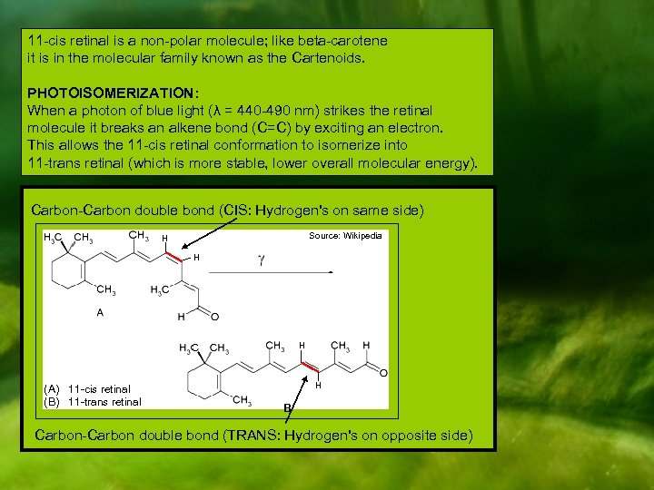 11 -cis retinal is a non-polar molecule; like beta-carotene it is in the molecular