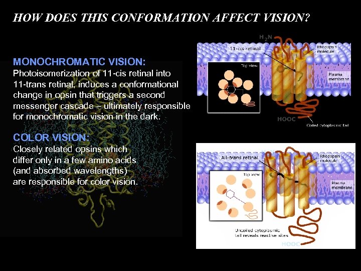 HOW DOES THIS CONFORMATION AFFECT VISION? MONOCHROMATIC VISION: Photoisomerization of 11 -cis retinal into