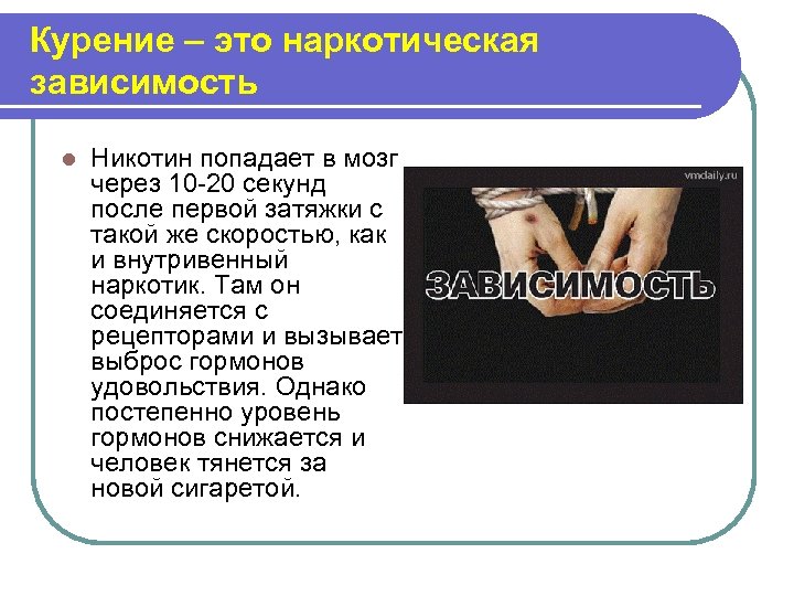 Курение – это наркотическая зависимость l Никотин попадает в мозг через 10 -20 секунд