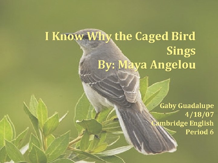 I Know Why the Caged Bird Sings By: Maya Angelou Gaby Guadalupe 4/18/07 Cambridge