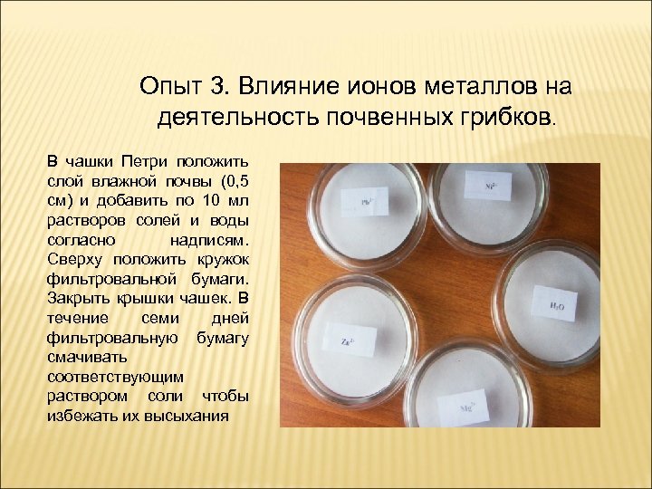 Опыт 3. Влияние ионов металлов на деятельность почвенных грибков. В чашки Петри положить слой