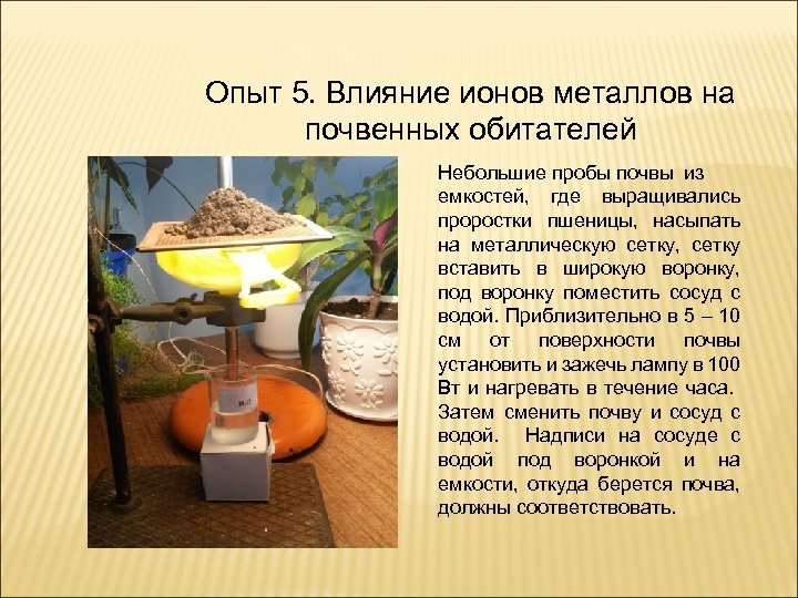 Опыт 5. Влияние ионов металлов на почвенных обитателей Небольшие пробы почвы из емкостей, где