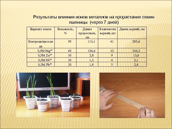 Результаты влияния ионов металлов на прорастание семян пшеницы (через 7 дней) Вариант опыта Контроль/дист.