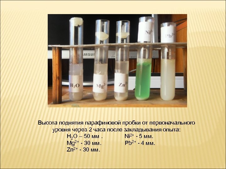 Высота поднятия парафиновой пробки от первоначального уровня через 2 часа после закладывания опыта: H