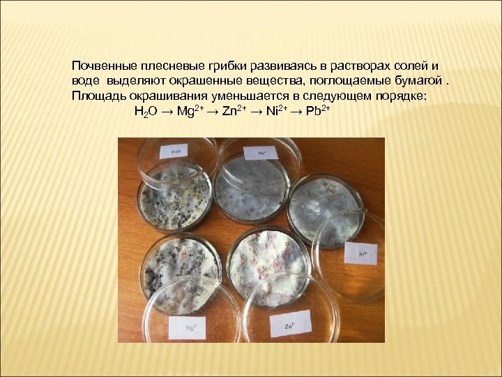 Почвенные плесневые грибки развиваясь в растворах солей и воде выделяют окрашенные вещества, поглощаемые бумагой.