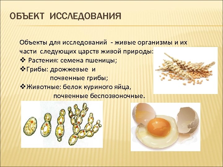 ОБЪЕКТ ИССЛЕДОВАНИЯ Объекты для исследований - живые организмы и их части следующих царств живой