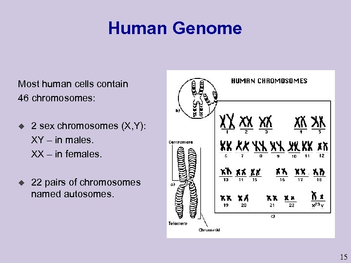 Human Genome Most human cells contain 46 chromosomes: u 2 sex chromosomes (X, Y):
