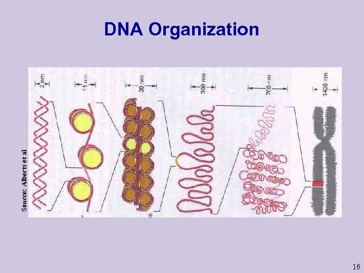 Source: Alberts et al DNA Organization 16 