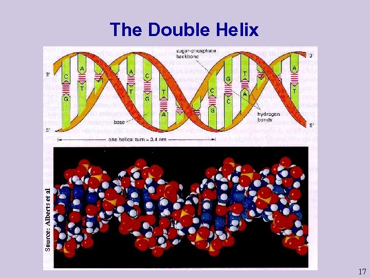 Source: Alberts et al The Double Helix 17 