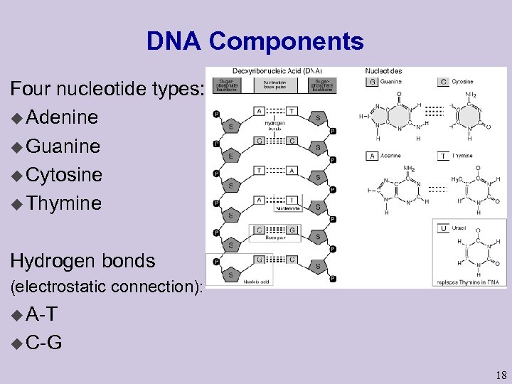 DNA Components Four nucleotide types: u Adenine u Guanine u Cytosine u Thymine Hydrogen