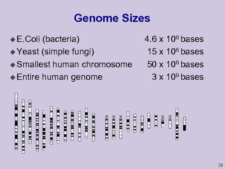 Genome Sizes u E. Coli (bacteria) u Yeast (simple fungi) u Smallest human chromosome