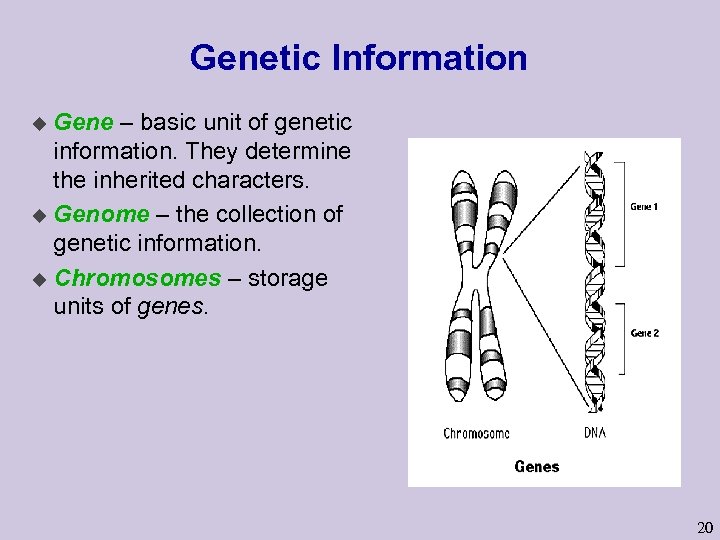 Genetic Information Gene – basic unit of genetic information. They determine the inherited characters.