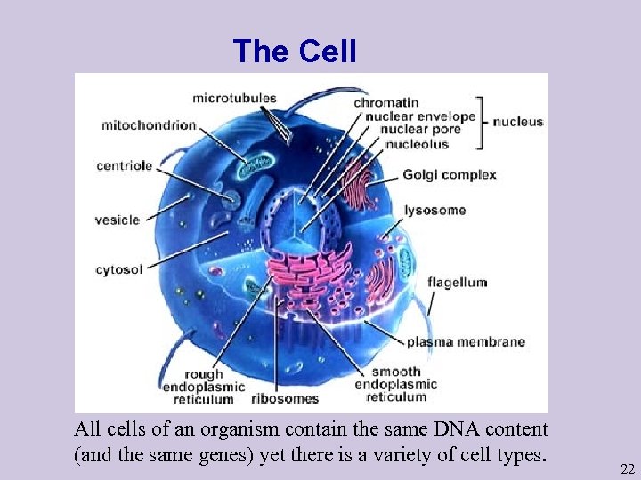 The Cell All cells of an organism contain the same DNA content (and the