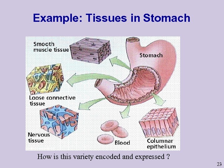 Example: Tissues in Stomach How is this variety encoded and expressed ? 23 