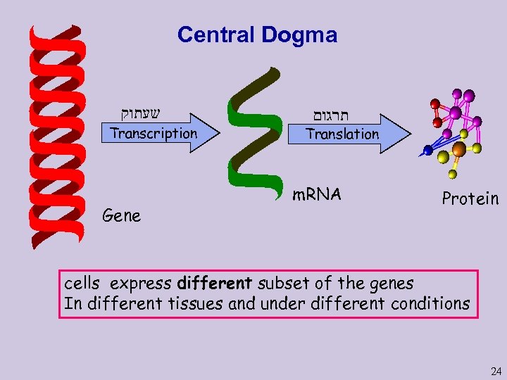 Central Dogma שעתוק Transcription Gene תרגום Translation m. RNA Protein cells express different subset