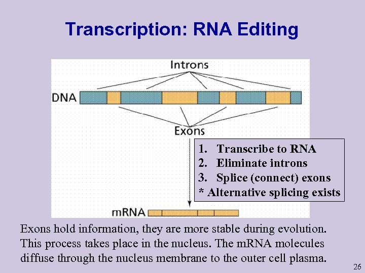 Transcription: RNA Editing 1. Transcribe to RNA 2. Eliminate introns 3. Splice (connect) exons