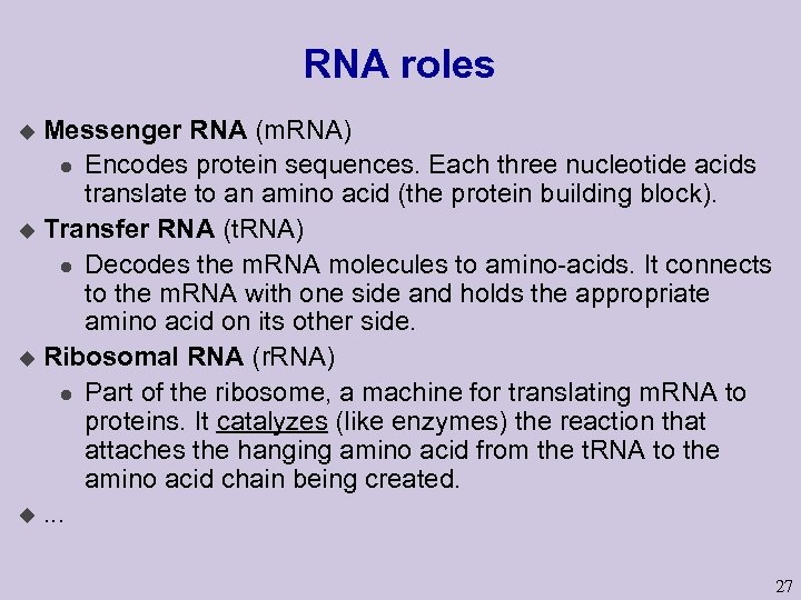 RNA roles Messenger RNA (m. RNA) l Encodes protein sequences. Each three nucleotide acids