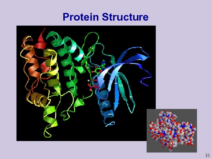 Protein Structure 31 
