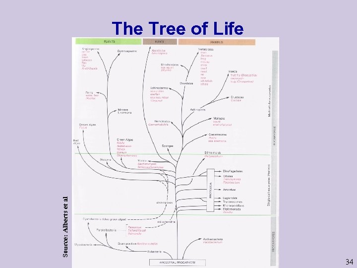 Source: Alberts et al The Tree of Life 34 