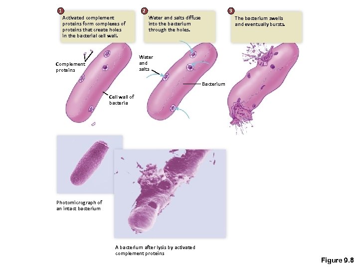 1 2 Activated complement proteins form complexes of proteins that create holes in the