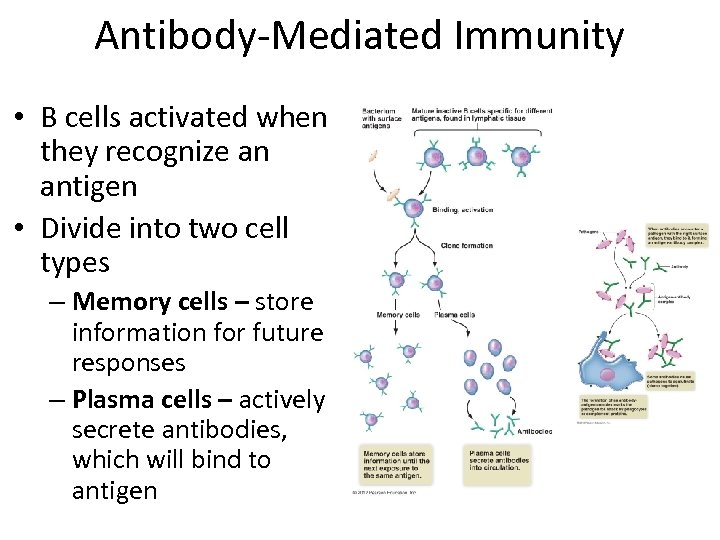 Antibody-Mediated Immunity • B cells activated when they recognize an antigen • Divide into