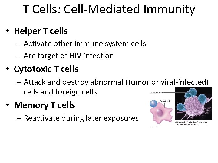 T Cells: Cell-Mediated Immunity • Helper T cells – Activate other immune system cells