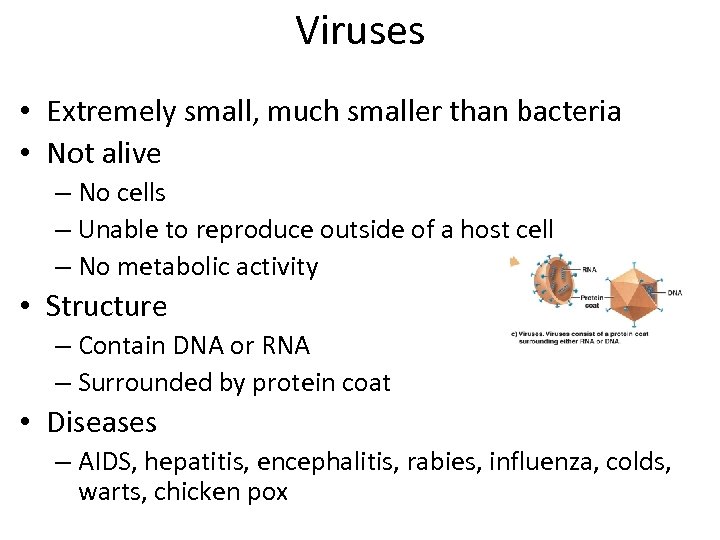 Viruses • Extremely small, much smaller than bacteria • Not alive – No cells