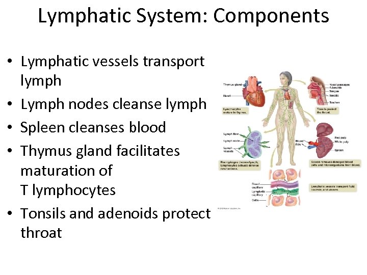 Lymphatic System: Components • Lymphatic vessels transport lymph • Lymph nodes cleanse lymph •