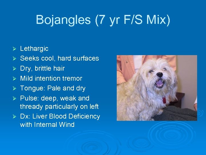 Bojangles (7 yr F/S Mix) Ø Ø Ø Ø Lethargic Seeks cool, hard surfaces