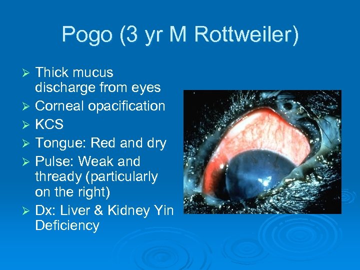 Pogo (3 yr M Rottweiler) Thick mucus discharge from eyes Ø Corneal opacification Ø