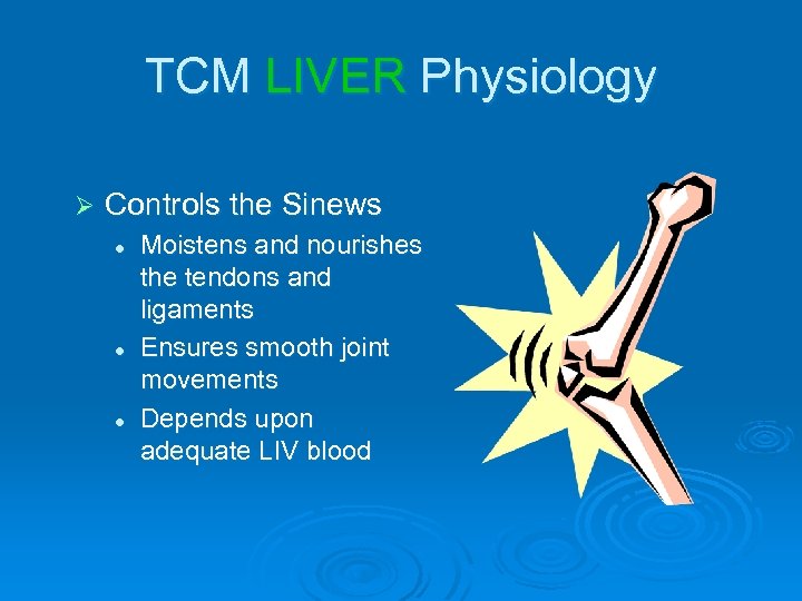 TCM LIVER Physiology Ø Controls the Sinews l l l Moistens and nourishes the