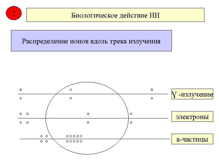 2 Биологическое действие ИИ Распределение ионов вдоль трека излучения Ɣ -излучение электроны а-частицы 