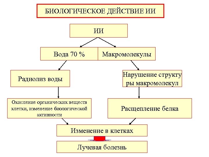 БИОЛОГИЧЕСКОЕ ДЕЙСТВИЕ ИИ ИИ Вода 70 % Макромолекулы Нарушение структу ры макромолекул Радиолиз воды