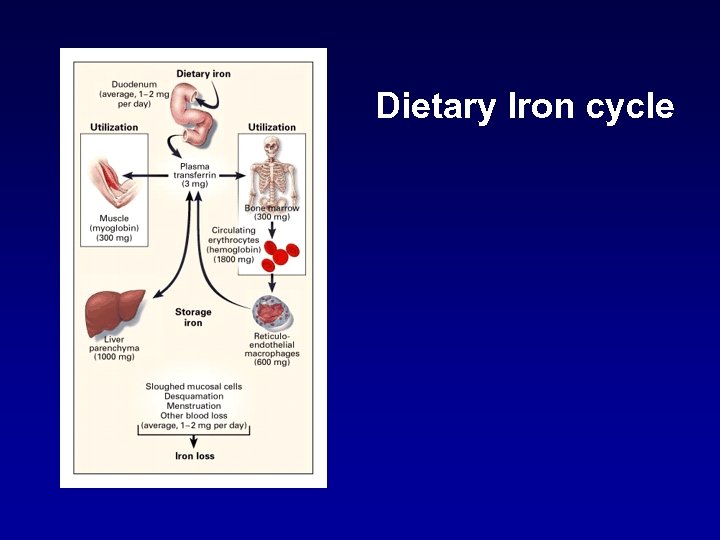 Dietary Iron cycle 