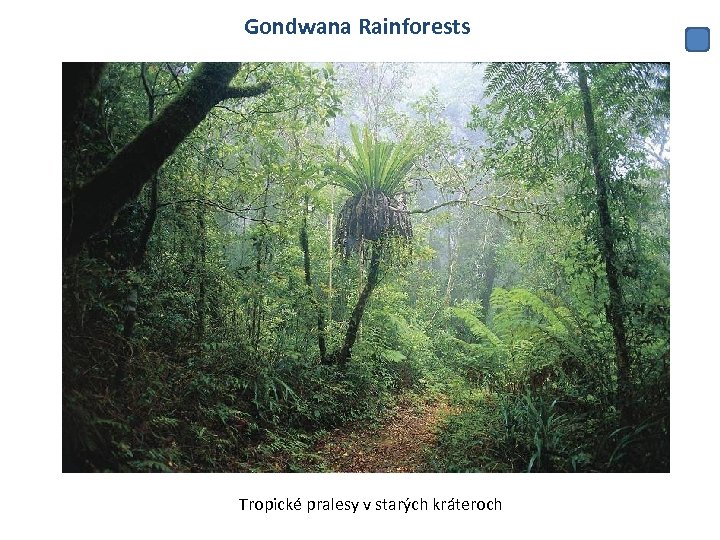 Gondwana Rainforests Tropické pralesy v starých kráteroch 