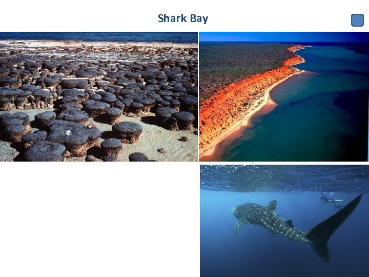 Shark Bay 