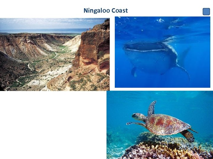 Ningaloo Coast 