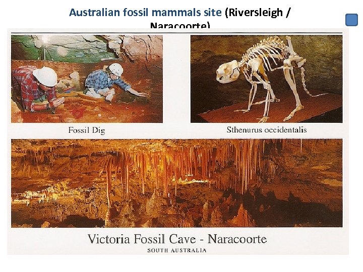 Australian fossil mammals site (Riversleigh / Naracoorte) 